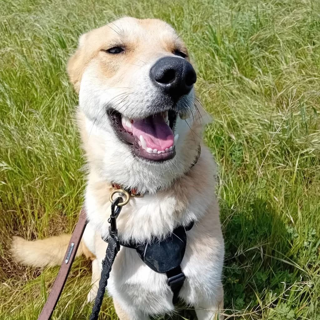 Lancelot, male young Mixed Breed for adoption at SALVA Hundehilfe e.V.