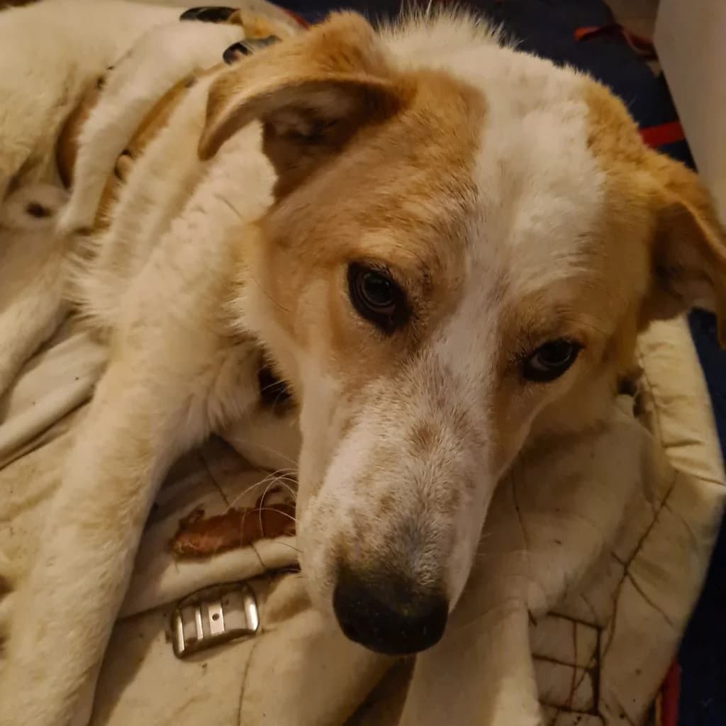 Robin, male young Mixed Breed for adoption at SALVA Hundehilfe e.V.