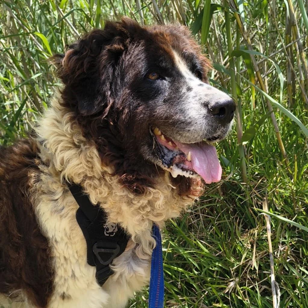 Giselle, female 3yo Mixed Breed for adoption at SALVA Hundehilfe e.V.