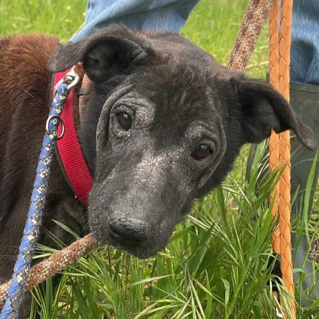 Ozzy, male 6yo Mixed Breed for adoption at SALVA Hundehilfe e.V.