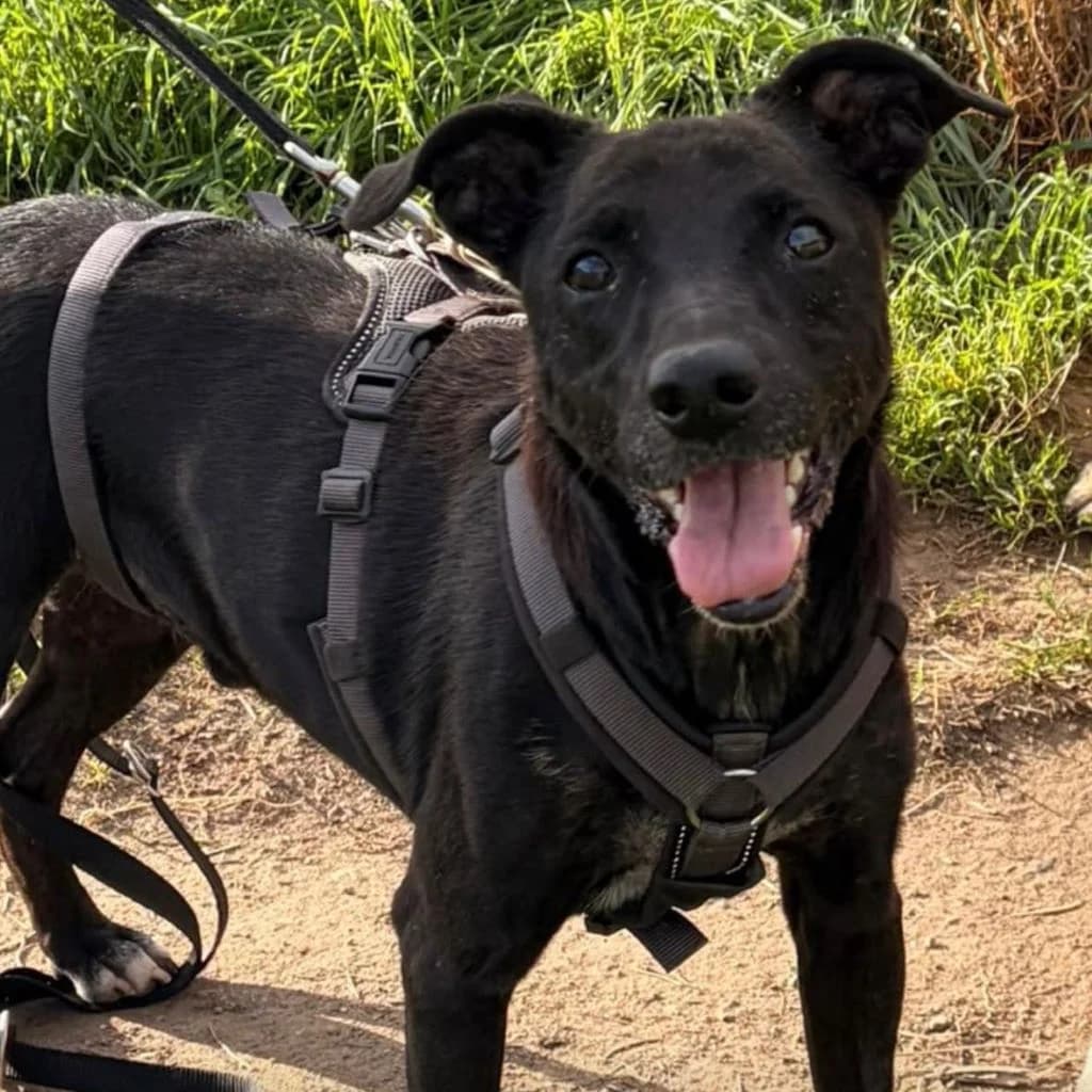 Ozzy, male 6yo Mixed Breed for adoption at SALVA Hundehilfe e.V.