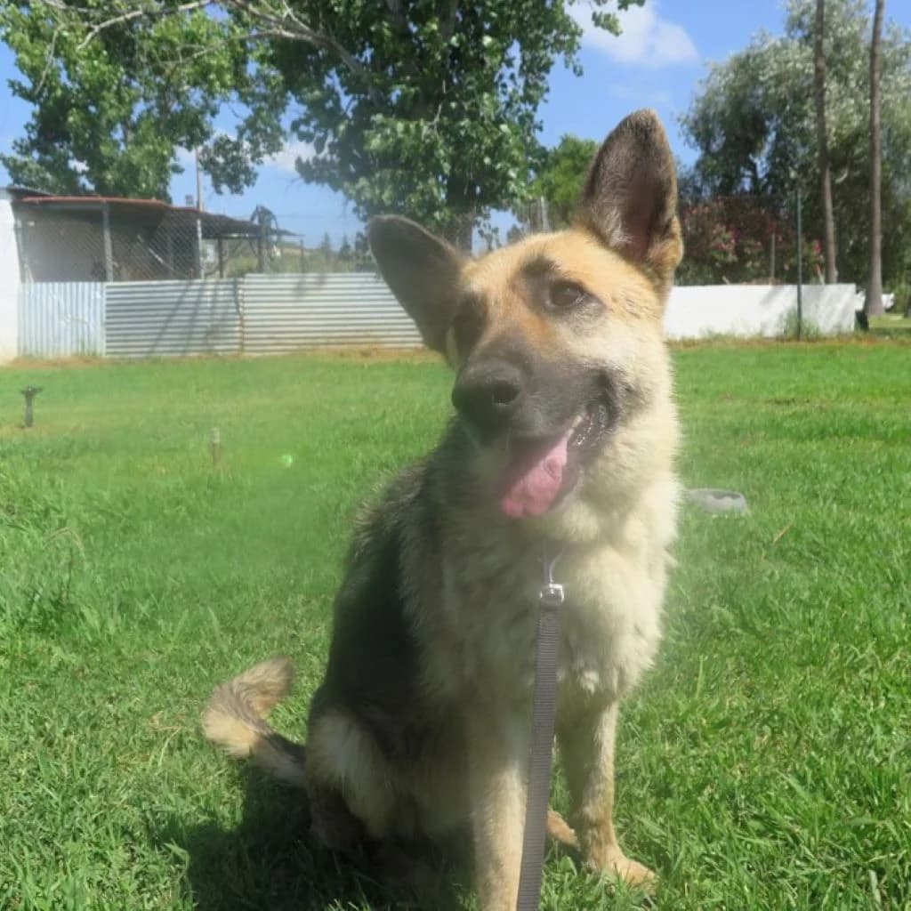 Nayla, female 6yo German Shepherd for adoption at SALVA Hundehilfe e.V.