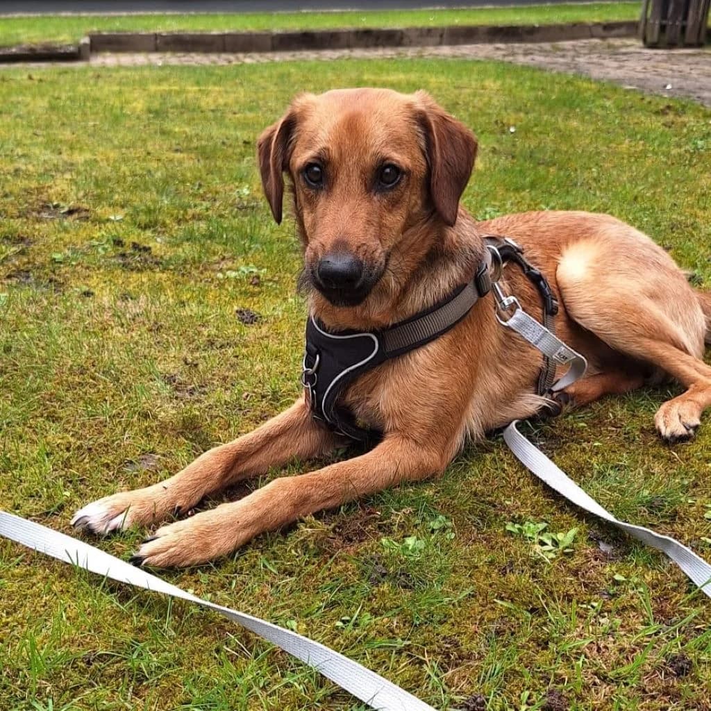 Sheldon, male young Mixed Breed for adoption at SALVA Hundehilfe e.V.