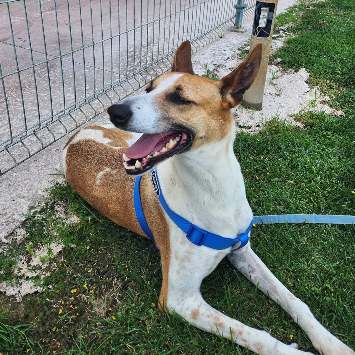 Fresa, female young Podenco for adoption at SALVA Hundehilfe e.V.