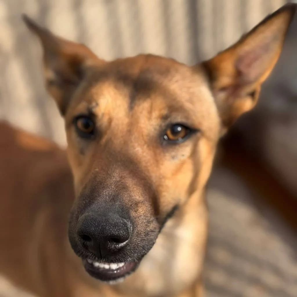 Alicia, female young Podenco for adoption at SALVA Hundehilfe e.V.