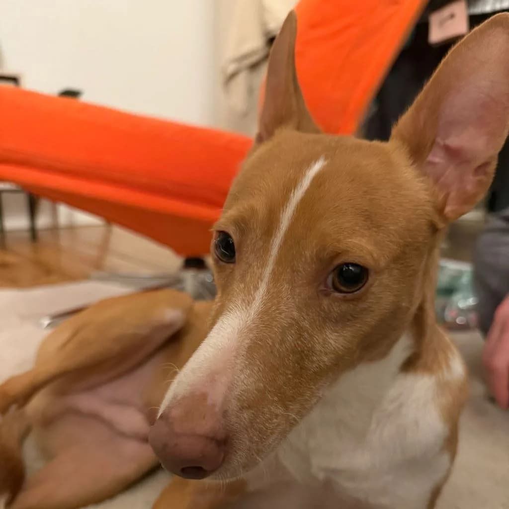 Kiwi, male young Podenco for adoption at SALVA Hundehilfe e.V.