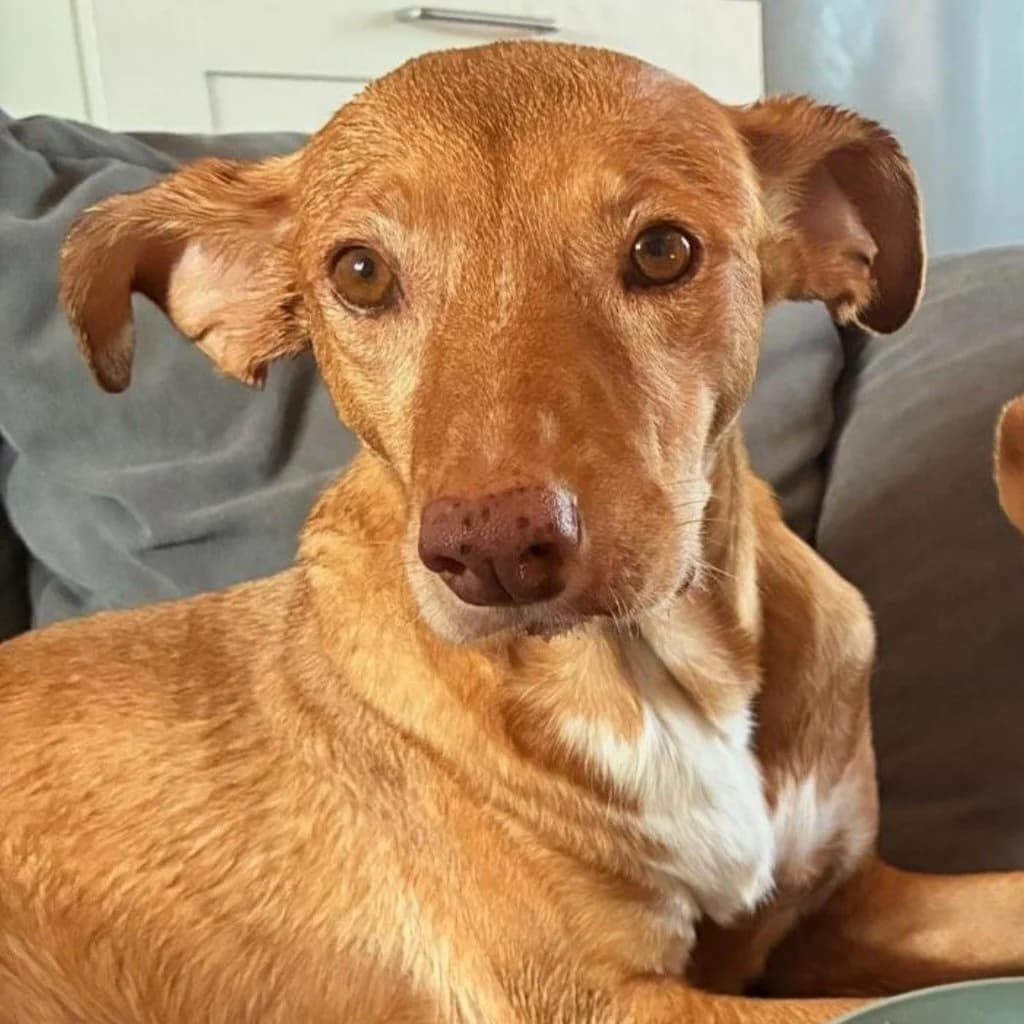 Lola, female senior Podenco for adoption at SALVA Hundehilfe e.V.
