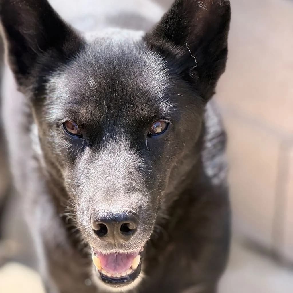 Rayo, male senior Mixed Breed for adoption at SALVA Hundehilfe e.V.
