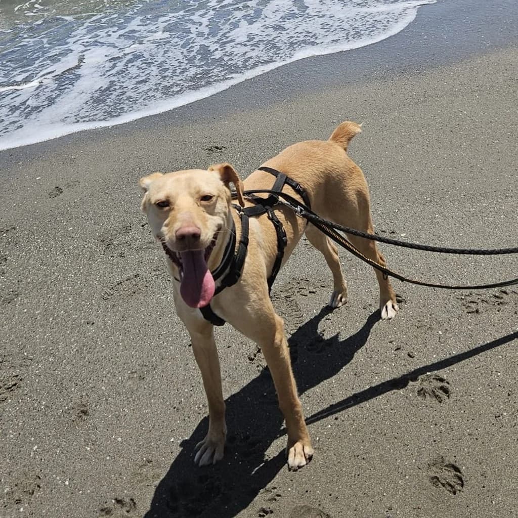 Snoopy, male young Podenco for adoption at SALVA Hundehilfe e.V.