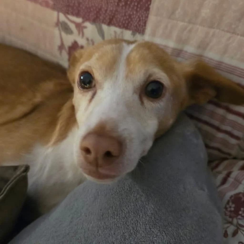 Camaron, male 7yo Podenco for adoption at SALVA Hundehilfe e.V.