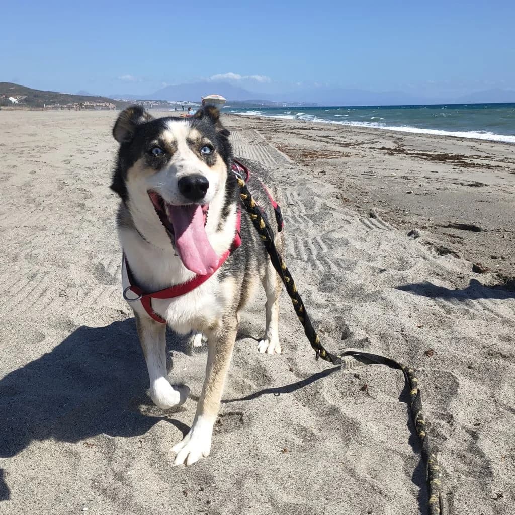 Rita, female 4yo Husky for adoption at SALVA Hundehilfe e.V.