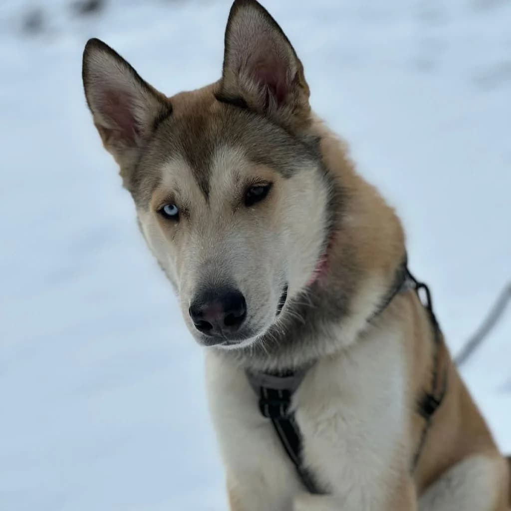 Caramelo, male young Husky for adoption at SALVA Hundehilfe e.V.