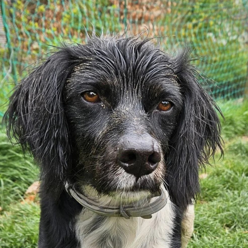 Diogenes, male 5yo Brittany Spaniel for adoption at SALVA Hundehilfe e.V.