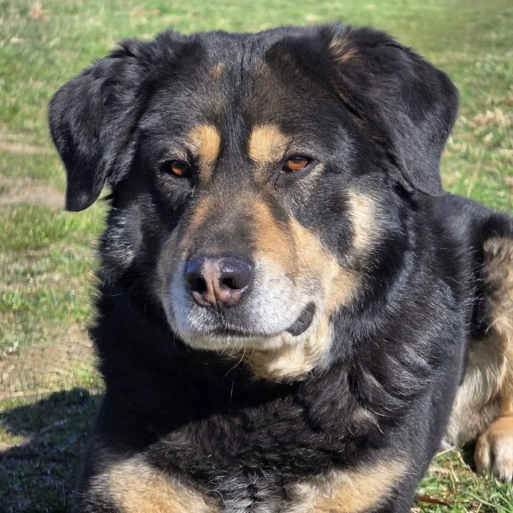 Anjou, male 6yo Mixed Breed for adoption at SALVA Hundehilfe e.V.