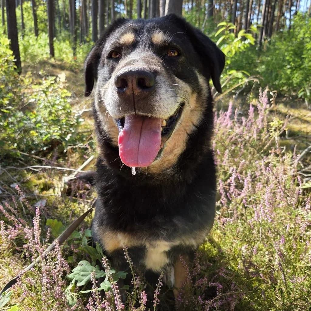 Anjou, male 6yo Mixed Breed for adoption at SALVA Hundehilfe e.V.