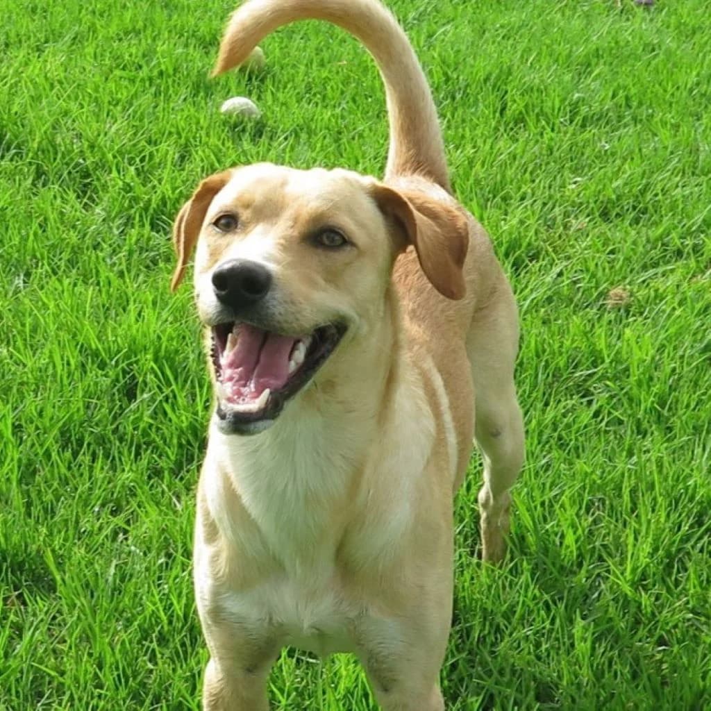 Lanzarote, male young Mixed Breed for adoption at SALVA Hundehilfe e.V.