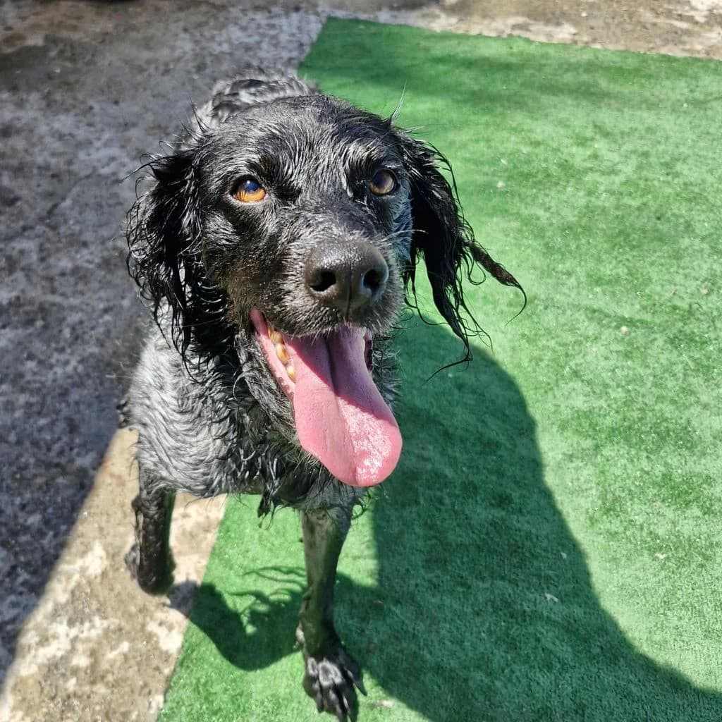 Moka, female 5yo mixed breed for adoption at SALVA Hundehilfe e.V.