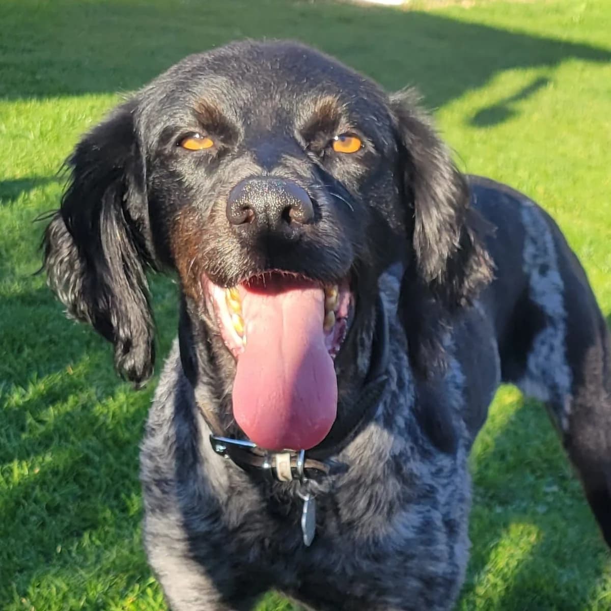 Moka, female 5yo Mixed Breed for adoption at SALVA Hundehilfe e.V.