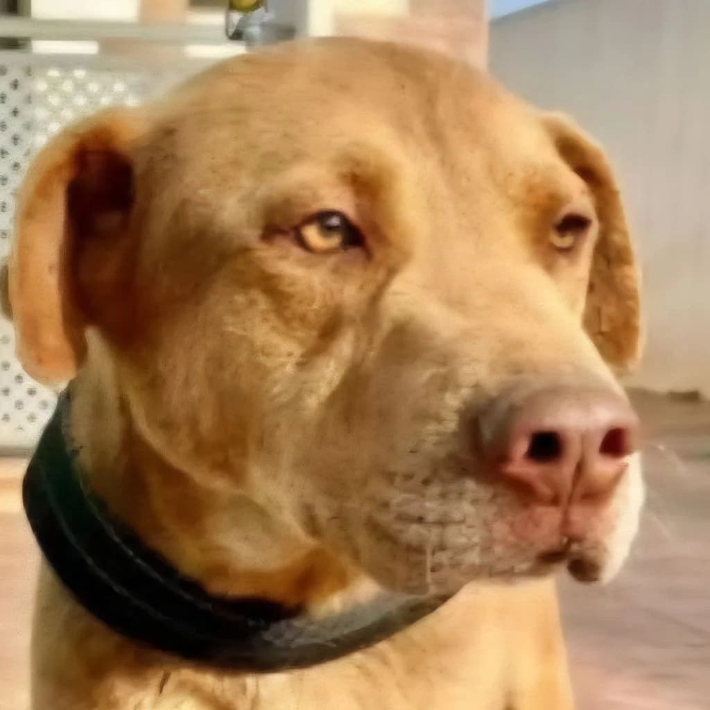 Beta, male young Labrador Retriever for adoption at SALVA Hundehilfe e.V.