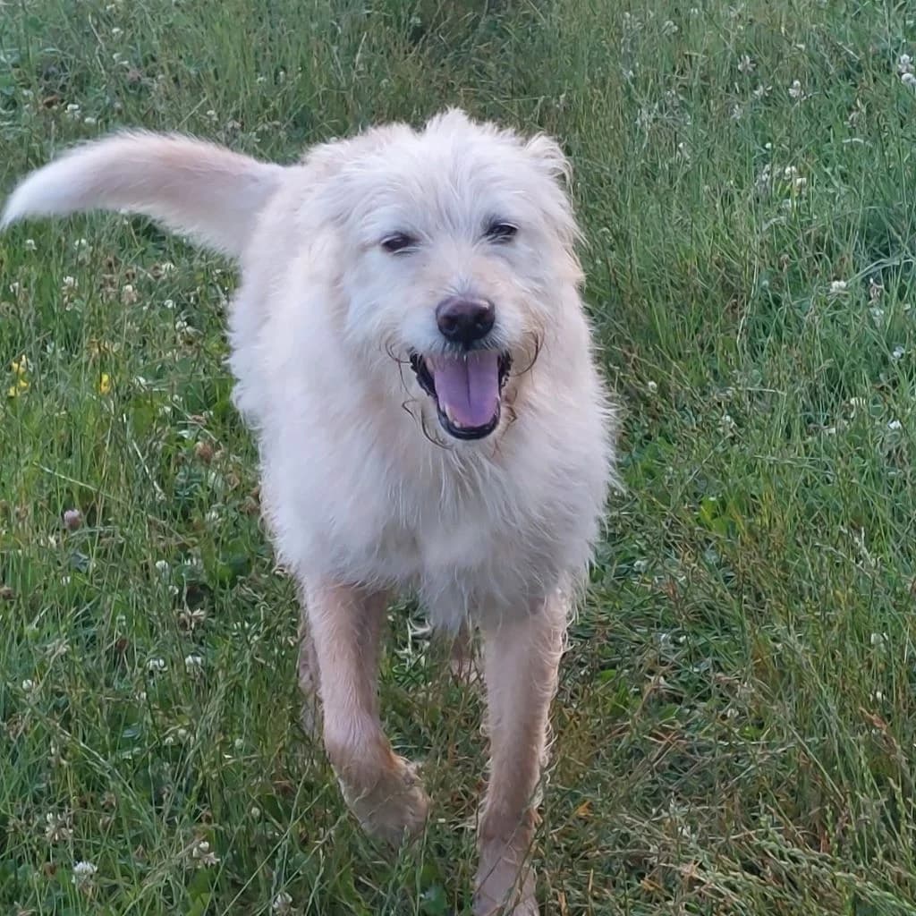 Albert, male 7yo Mixed Breed for adoption at SALVA Hundehilfe e.V.