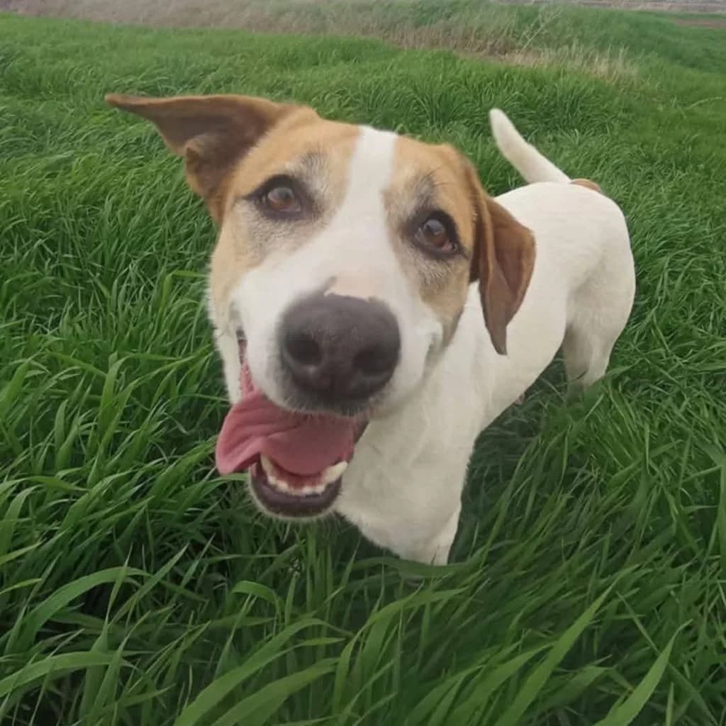 Spikey, female 6yo Mixed Breed for adoption at SALVA Hundehilfe e.V.