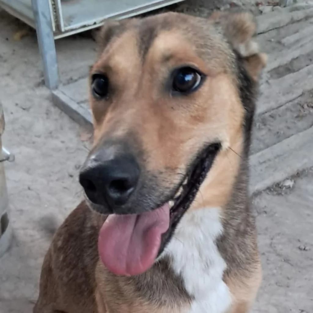 Lobo, male 4yo Podenco for adoption at SALVA Hundehilfe e.V.