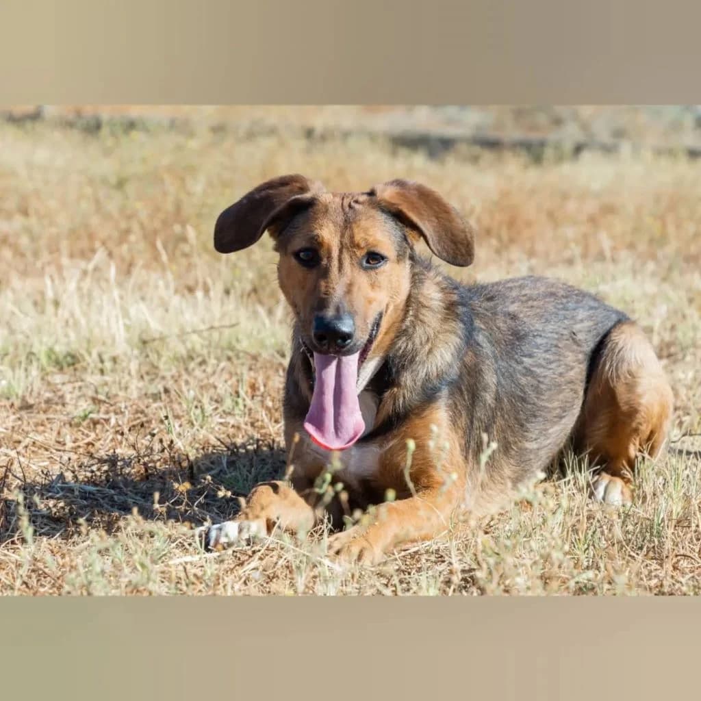 Yuma, female young Mixed Breed for adoption at SALVA Hundehilfe e.V.
