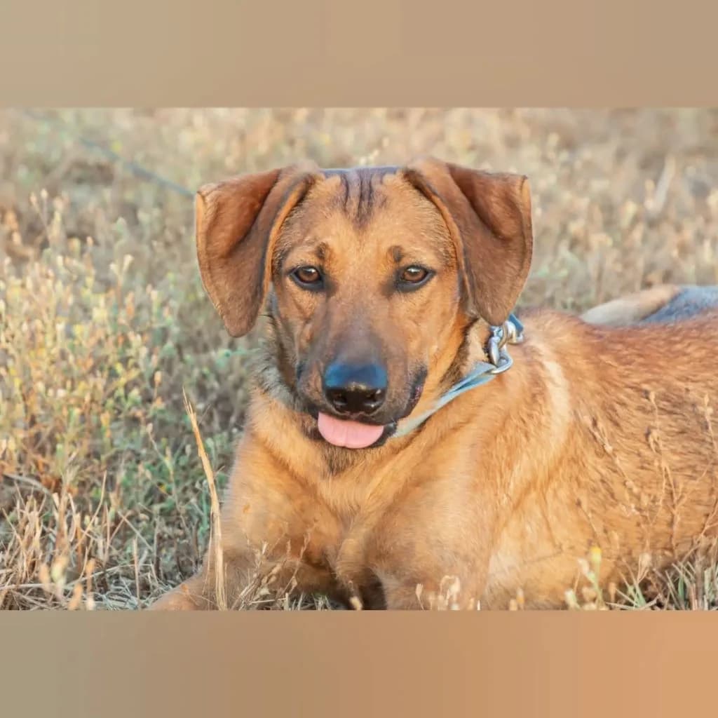 Galán, male young Mixed Breed for adoption at SALVA Hundehilfe e.V.