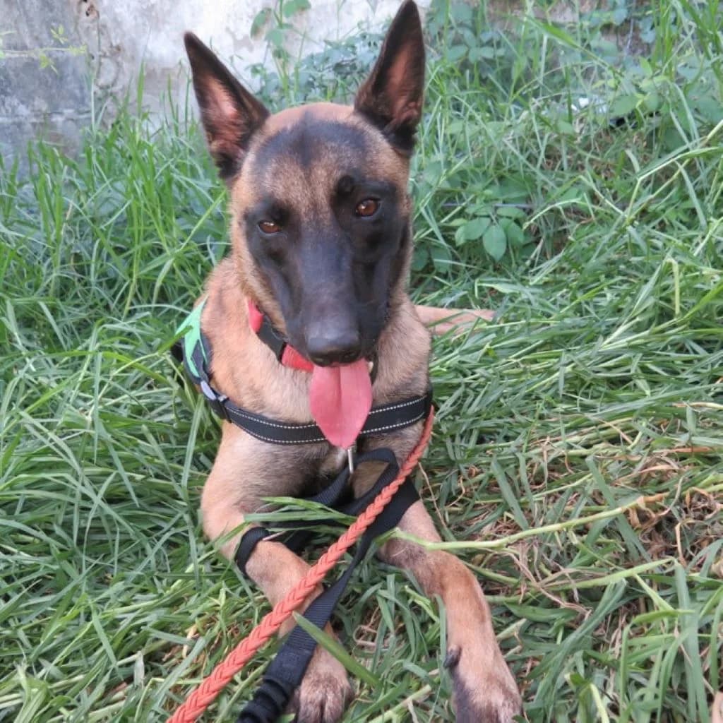 Simba, male young Belgian Malinois for adoption at SALVA Hundehilfe e.V.