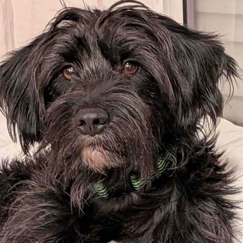 Bola, male 5yo Mixed Breed for adoption at SALVA Hundehilfe e.V.