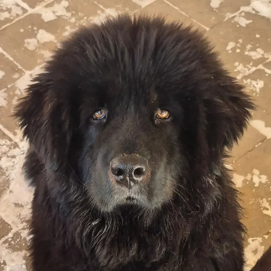 Baguera, female 3yo Mixed Breed for adoption at SALVA Hundehilfe e.V.