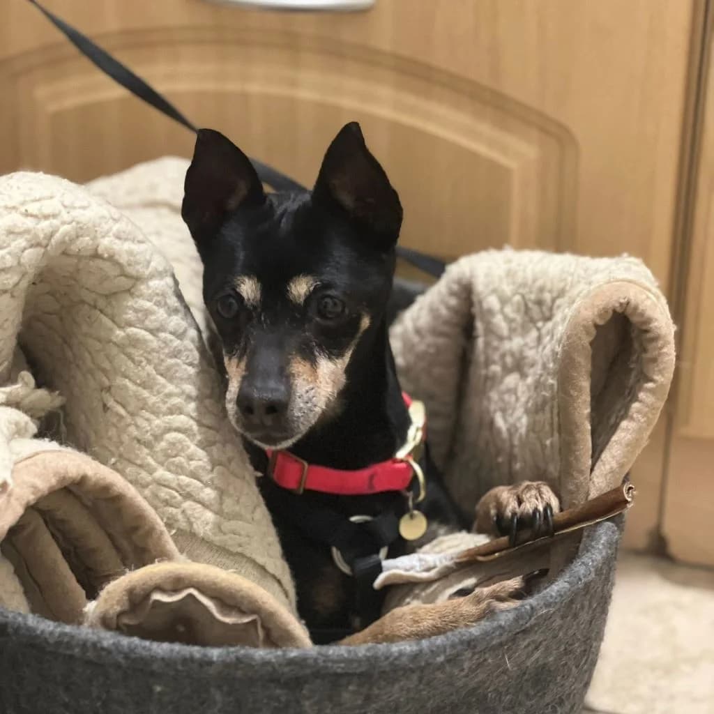 Dona, female senior mixed breed for adoption at SALVA Hundehilfe e.V.