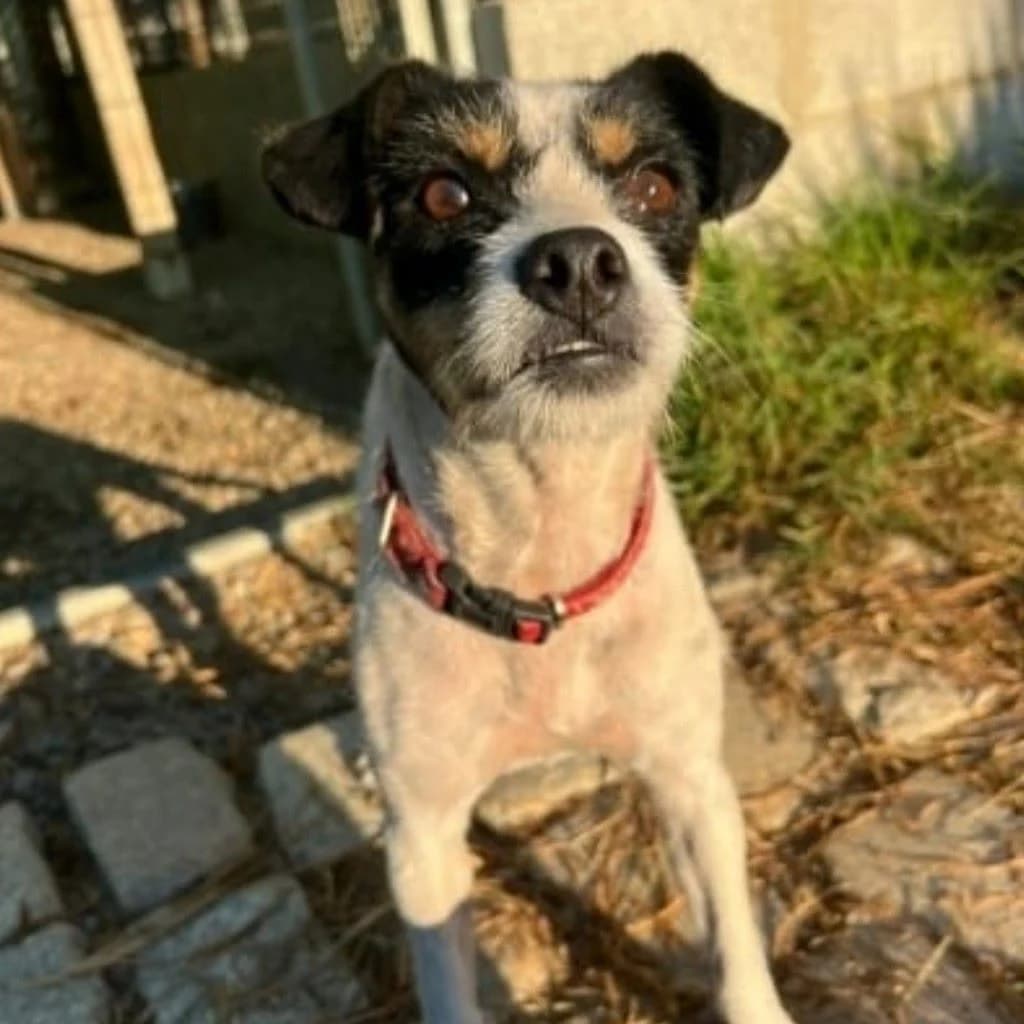 Felicia, female young Mixed Breed for adoption at SALVA Hundehilfe e.V.