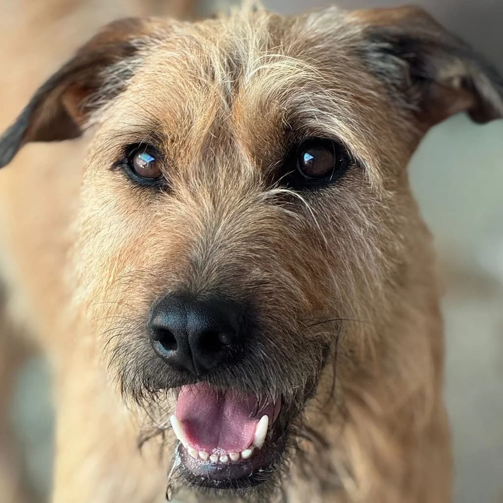 Chojrak, male 3yo Mixed Breed for adoption at SALVA Hundehilfe e.V.