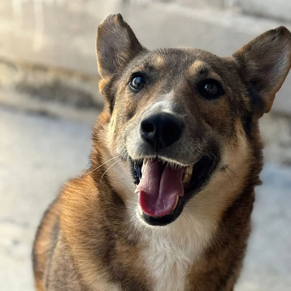 Loki, male senior Mixed Breed for adoption at SALVA Hundehilfe e.V.