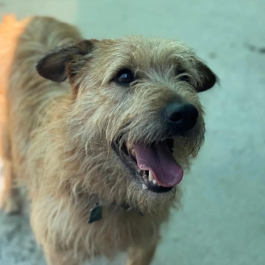 Saper, male 3yo Mixed Breed for adoption at SALVA Hundehilfe e.V.