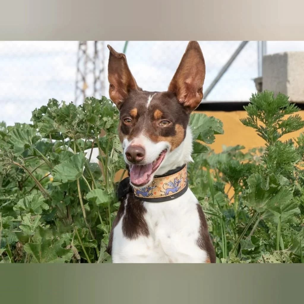 Lila, female 4yo Podenco for adoption at SALVA Hundehilfe e.V.