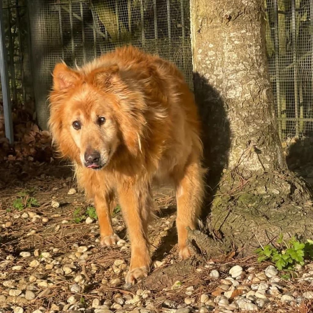 Daddy, male senior Mixed Breed for adoption at SALVA Hundehilfe e.V.