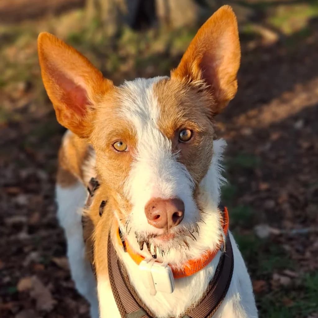Camaron, male 3yo Podenco for adoption at SALVA Hundehilfe e.V.