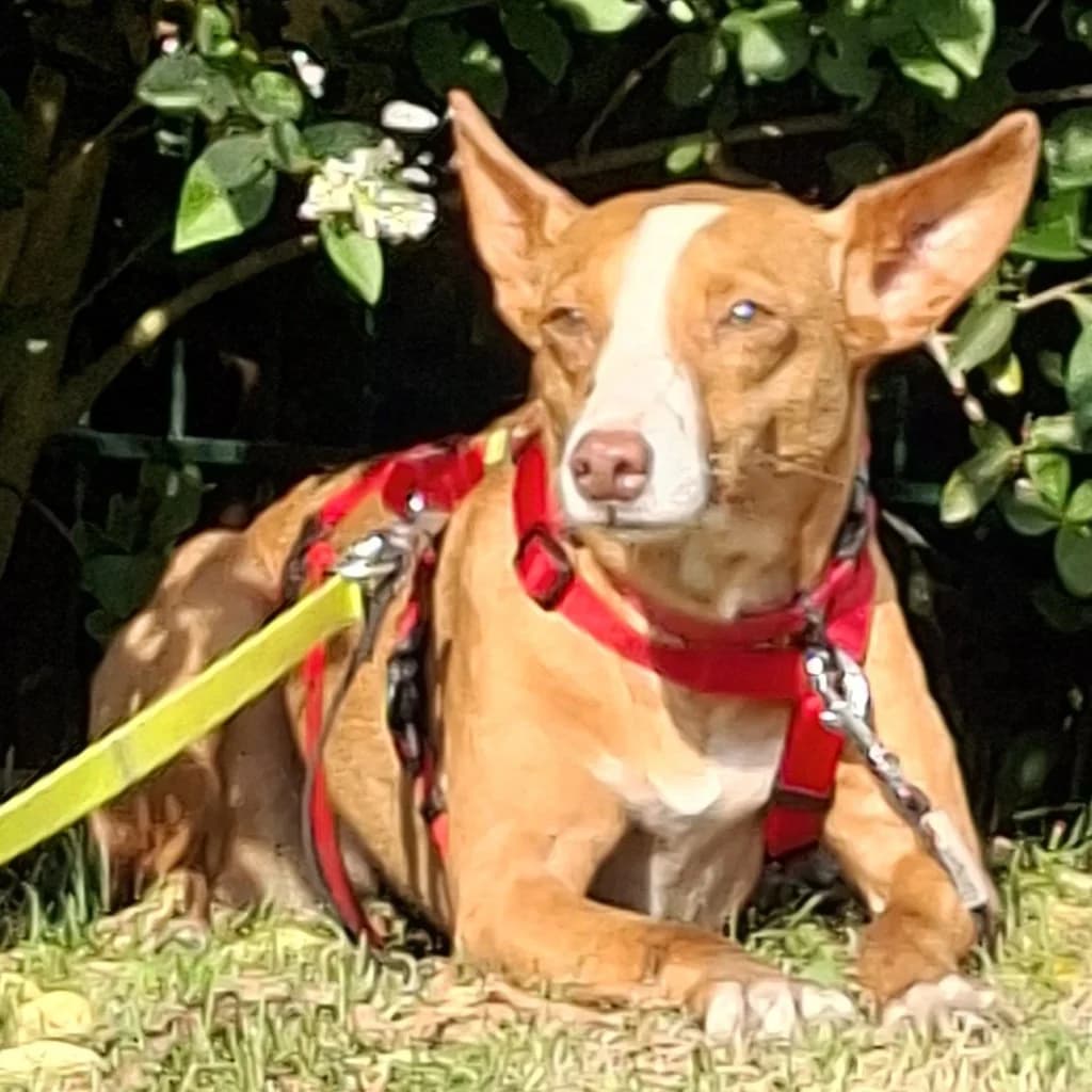 Anita, female 5yo Podenco for adoption at SALVA Hundehilfe e.V.