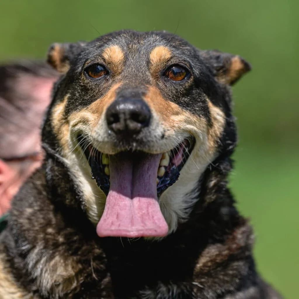 Zenit, male senior Mixed Breed for adoption at SALVA Hundehilfe e.V.