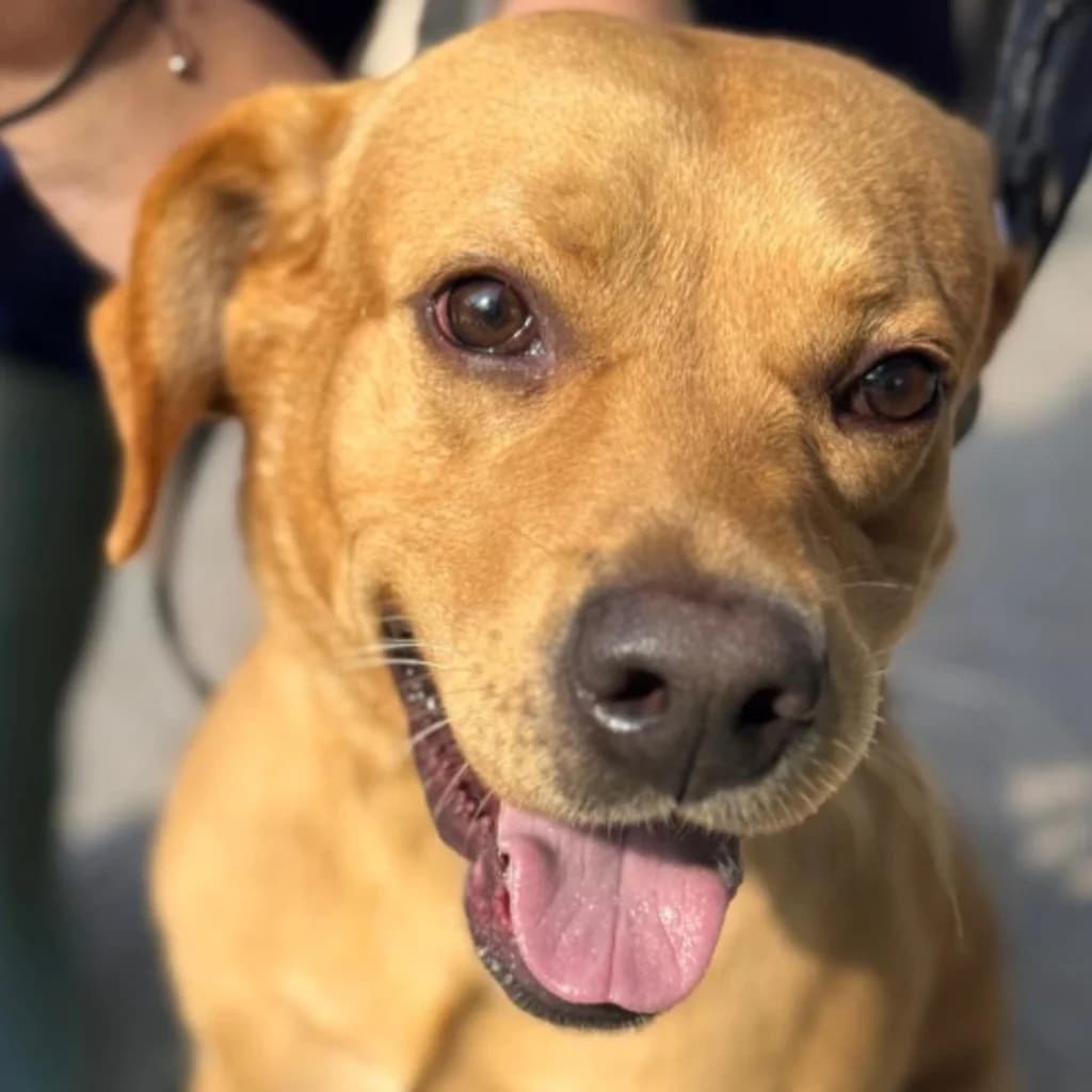 Bluey, male 3yo Labrador Retriever for adoption at SALVA Hundehilfe e.V.