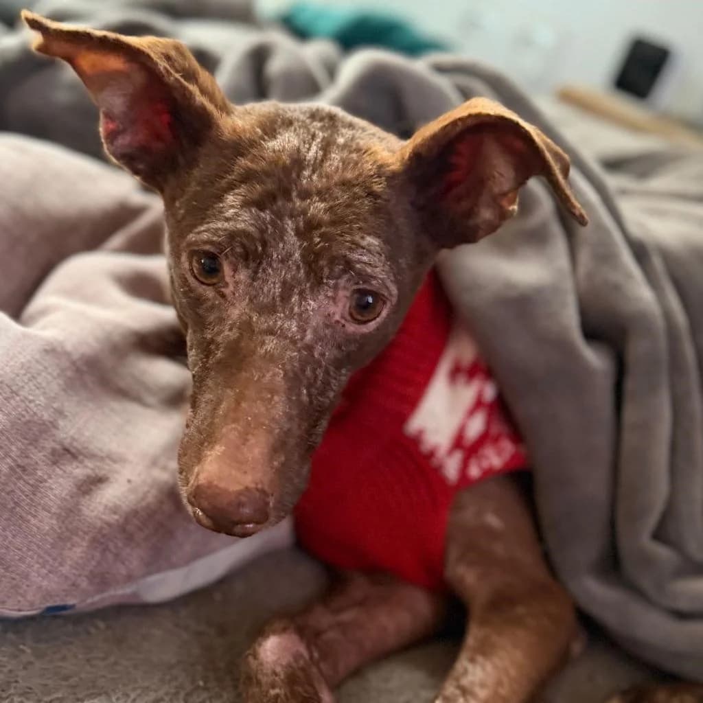Curro, male senior Podenco for adoption at SALVA Hundehilfe e.V.