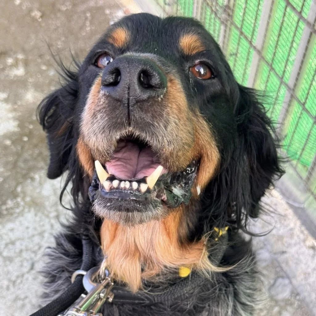Perdigon, male senior mixed breed for adoption at SALVA Hundehilfe e.V.