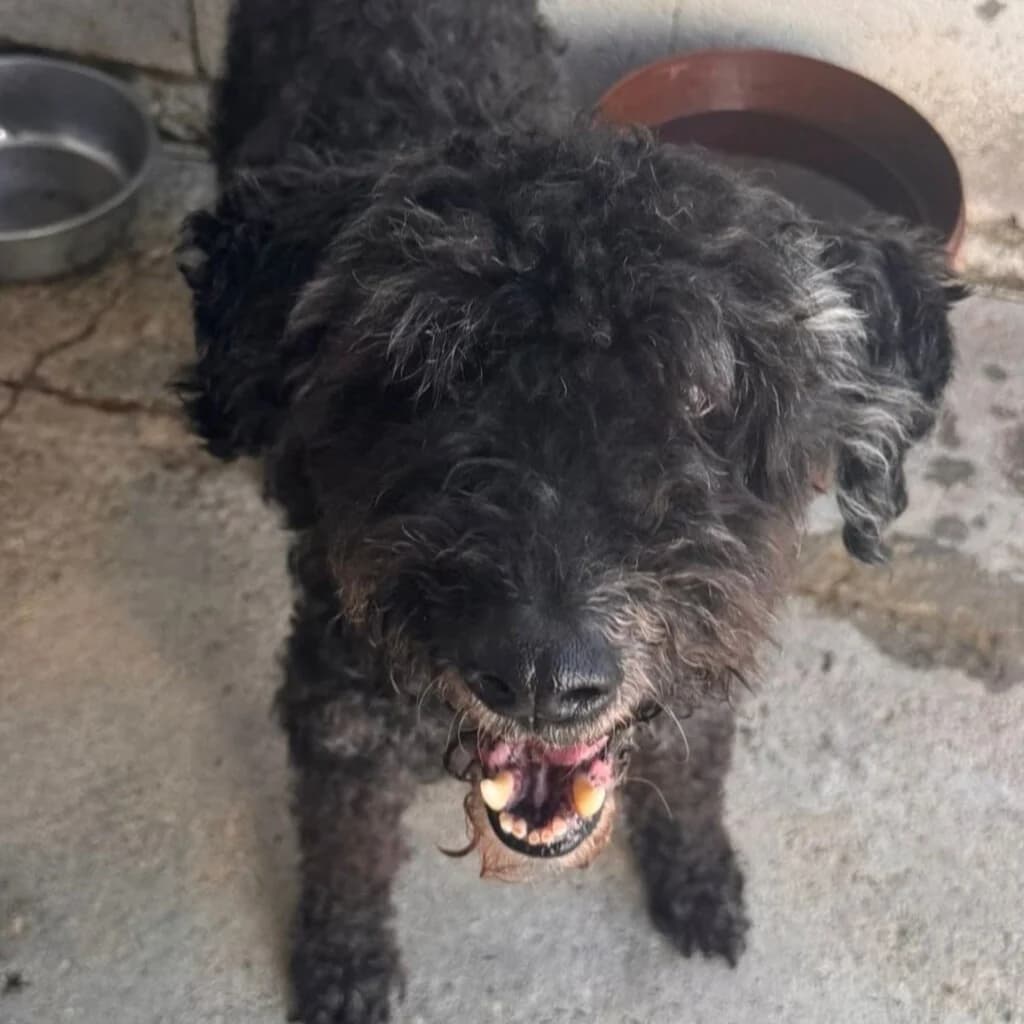 Pocholo, male senior mixed breed for adoption at SALVA Hundehilfe e.V.