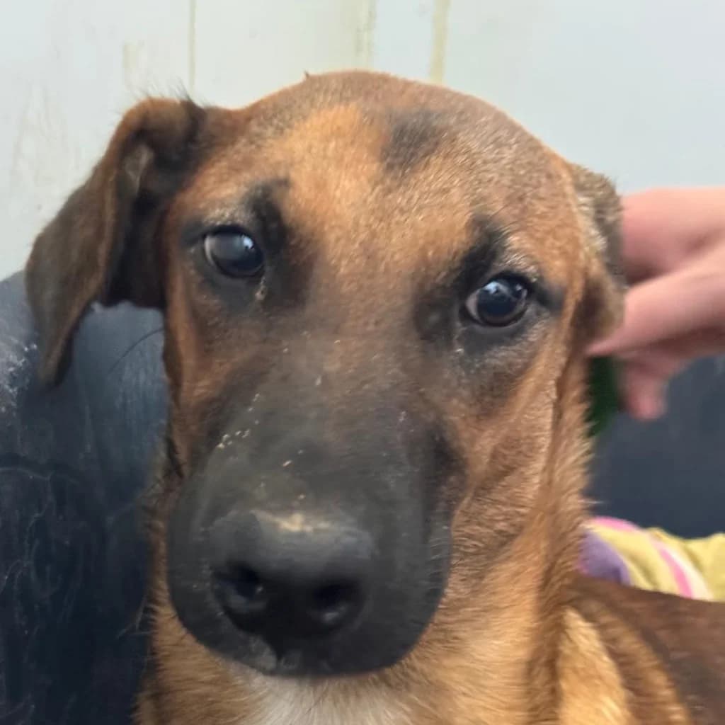 Eva, female young Belgian Malinois for adoption at SALVA Hundehilfe e.V.