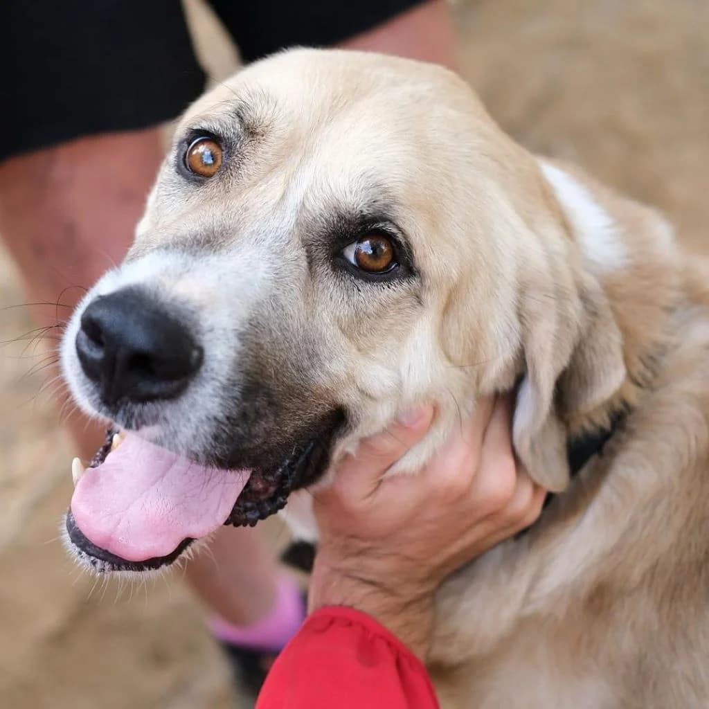 Jim Carrey, weiß male 7yo Mixed Breed for adoption at SALVA Hundehilfe e.V.
