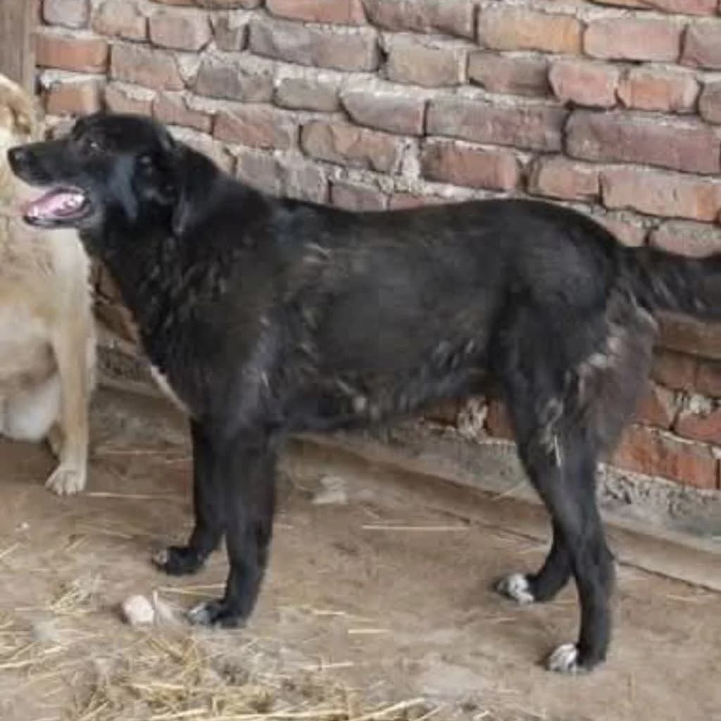 Zoi, female senior Mixed Breed for adoption at SALVA Hundehilfe e.V.