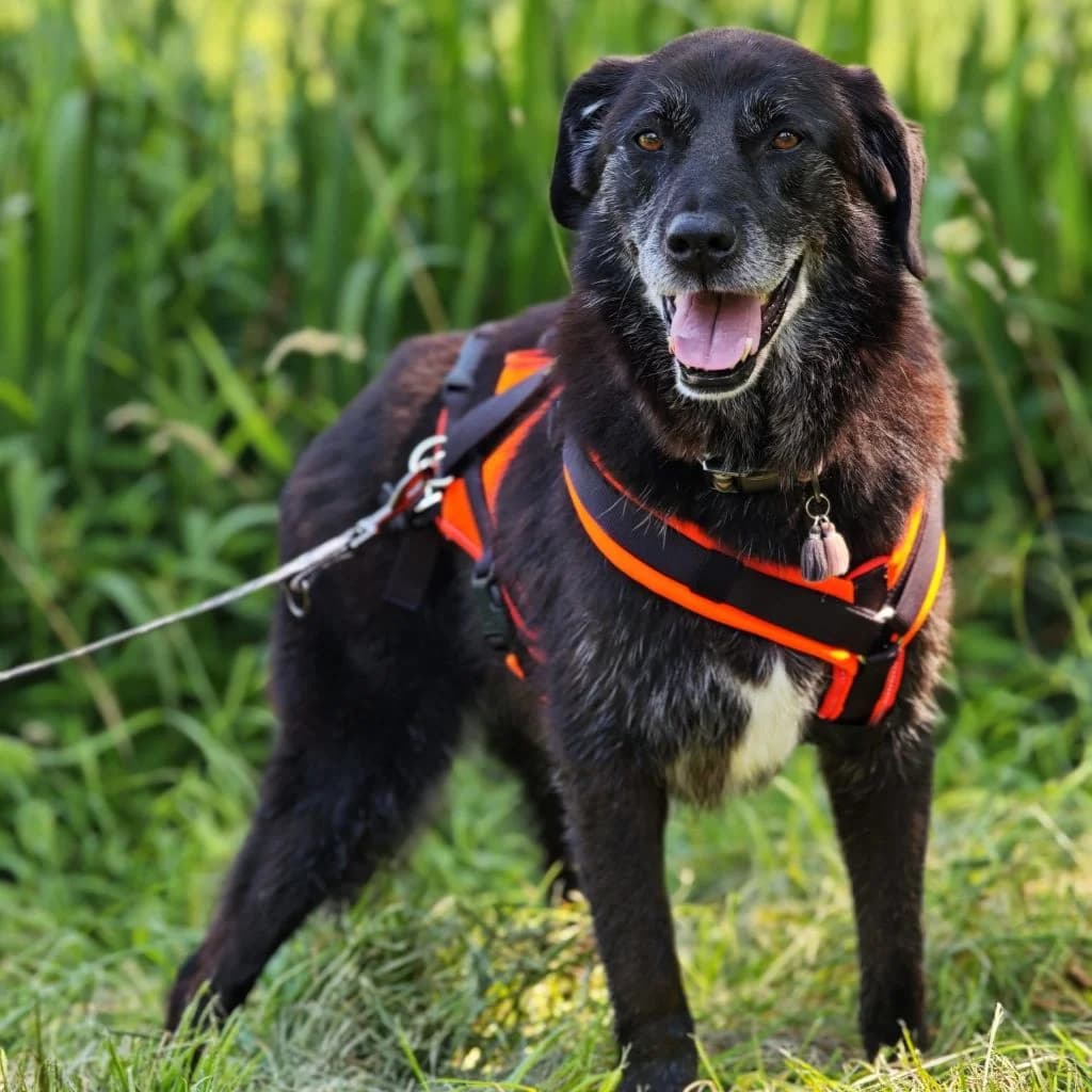 Zoi, female senior Mixed Breed for adoption at SALVA Hundehilfe e.V.