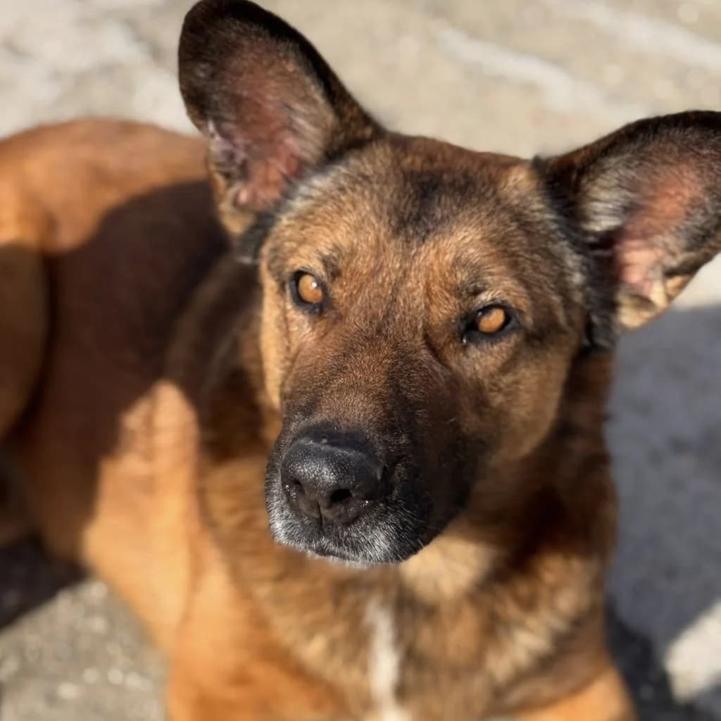 Porsche, female senior Belgian Malinois for adoption at SALVA Hundehilfe e.V.